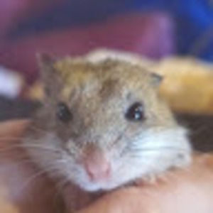 Meet your Posher, Bri